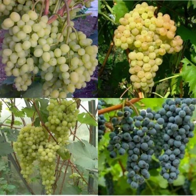 Комплект ВИНОГРАДНАЯ РАДУГА в Хабаровске