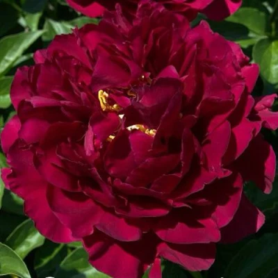 Пион ОЛД ФЕЙТФУЛ травянистый в Хабаровске