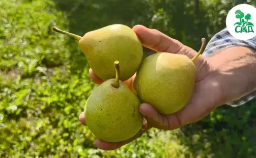 Превью видео
