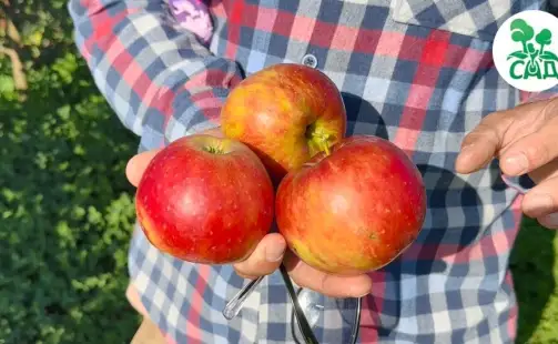 Превью видео