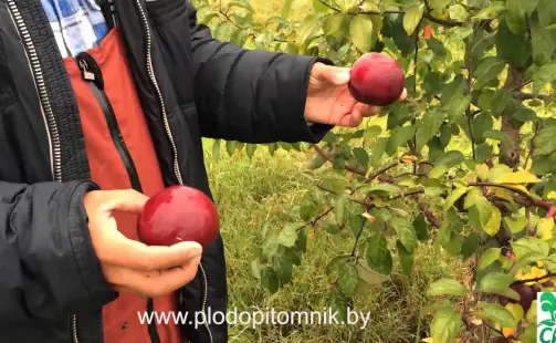 Превью видео