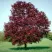 Клен РОЯЛ РЕД остролистный в Хабаровске