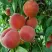 Персик САНКРЕСТ в Хабаровске
