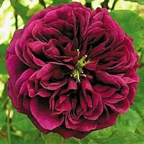 Саженцы роз ЗЕ ПРИНЦ английская в Хабаровске