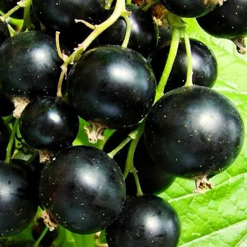 Смородина черная ДАЧНИЦА в Хабаровске