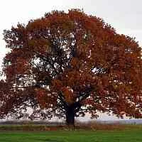 Дуб скальный  Дуб скальный в Хабаровске