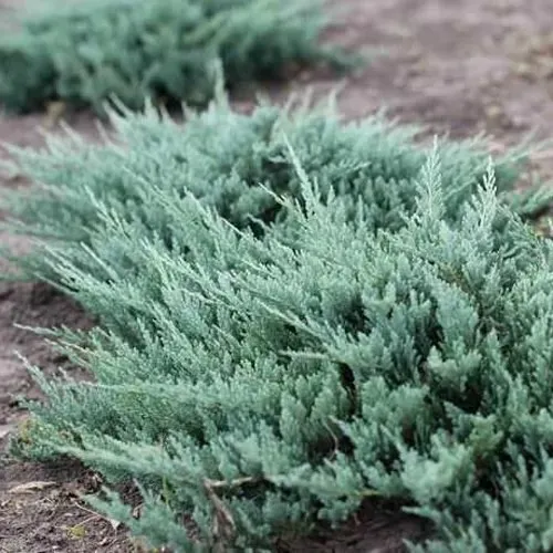 Можжевельник БЛЮ ЧИП горизонтальный в Хабаровске