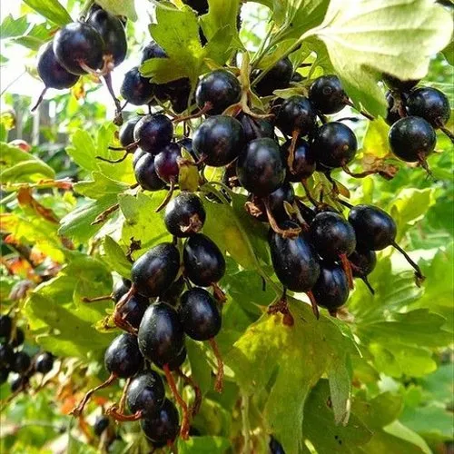 Смородина золотистая ОВАЛЬНАЯ в Хабаровске