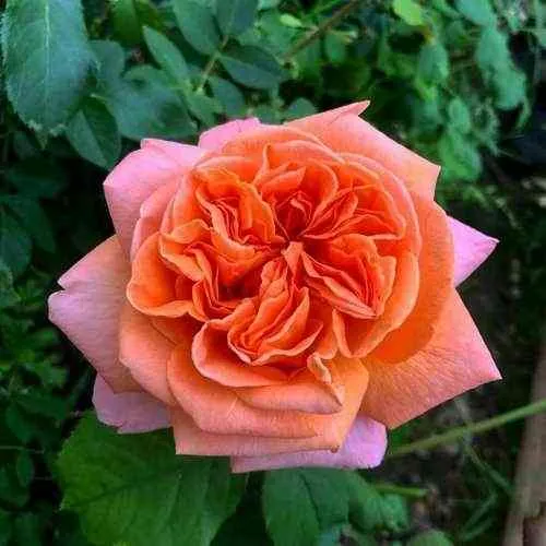 Саженцы роз РЕНЕ ГОССИНИ чайно-гибридная в Хабаровске