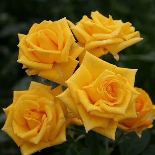 Саженцы роз ШАНИ спрей в Хабаровске