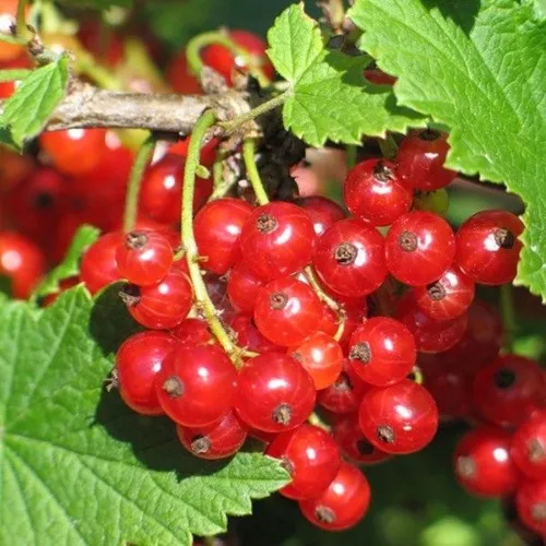 Смородина красная РАЧКОВСКАЯ в Хабаровске