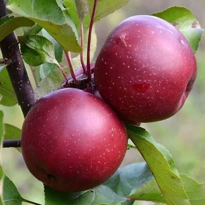 Красномясая  Красномясая в Хабаровске