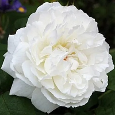 Саженцы роз ВИНЧЕСТЕР КАФЕДРАЛ английская  Саженцы роз ВИНЧЕСТЕР КАФЕДРАЛ английская в Хабаровске