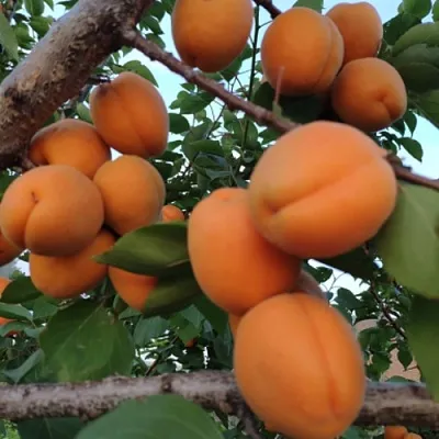 Абрикос ГОЛД РИЧ в Хабаровске