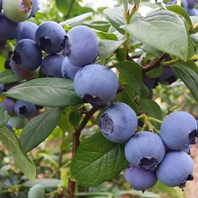 Голубика БЛЮГОЛД в Хабаровске