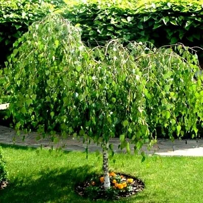 Береза  Береза в Хабаровске