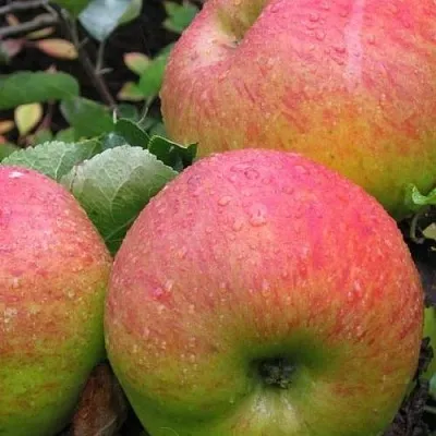 Яблоня ЯБЛОЧНЫЙ СПАС  Яблоня ЯБЛОЧНЫЙ СПАС в Хабаровске