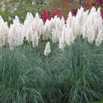 Кортадерия белая (пампасная трава) в Хабаровске