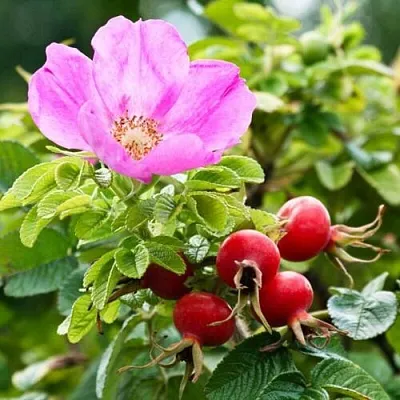 Шиповник   Шиповник  в Хабаровске