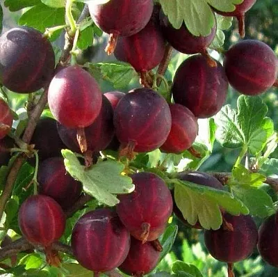 Крыжовник ХИННОМАКИ РОТ  Крыжовник ХИННОМАКИ РОТ в Хабаровске