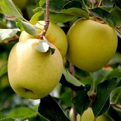 Яблоня ГОЛДЕН ВЛАДИМИРСКИЙ  Яблоня ГОЛДЕН ВЛАДИМИРСКИЙ в Хабаровске