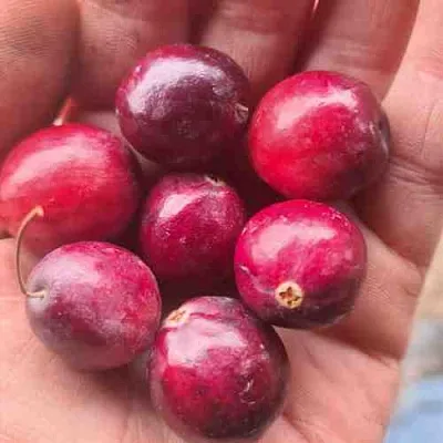 Клюква БАИН 6  Клюква БАИН 6 в Хабаровске