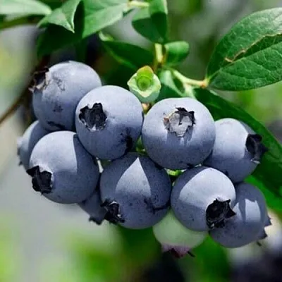 Голубика СИЕРРА в Хабаровске