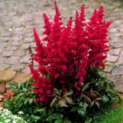 Астильба ГЛАТ Арендса — описание сорта Астильба ГЛАТ Арендса в Хабаровске