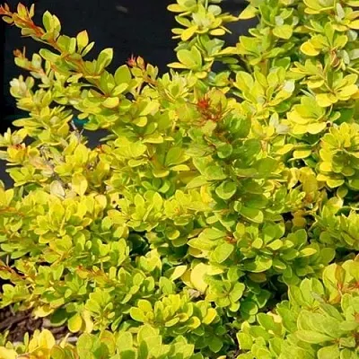 Барбарис СЕНСЕЙШЕН тунберга  Барбарис СЕНСЕЙШЕН тунберга в Хабаровске