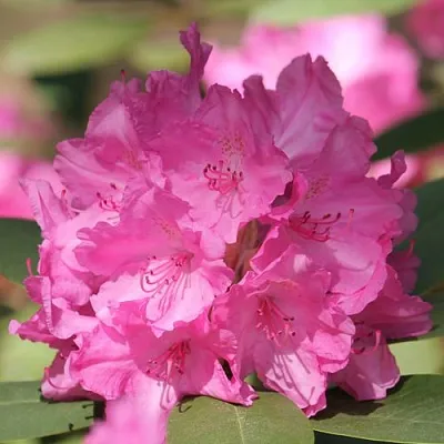 Рододендрон ЛУМИНА  Рододендрон ЛУМИНА в Хабаровске