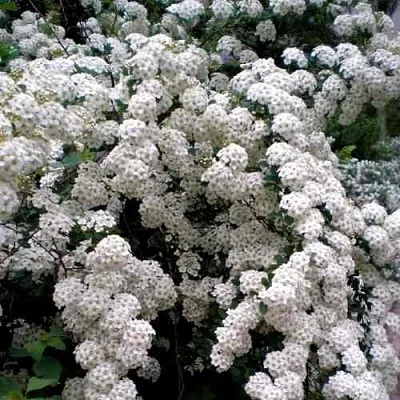 Спирея ВАНГУТТА в Хабаровске