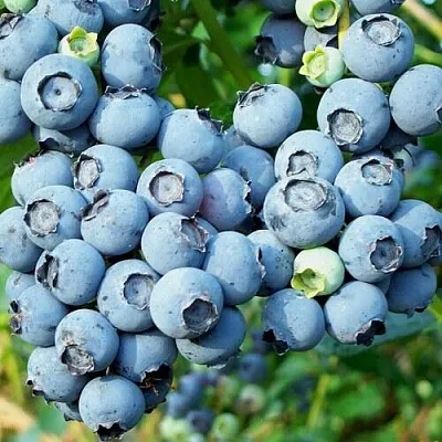 Голубика ПУРУ в Хабаровске