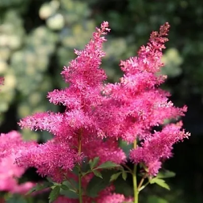 Астильба САННИ ДЕЙ гибридная в Хабаровске