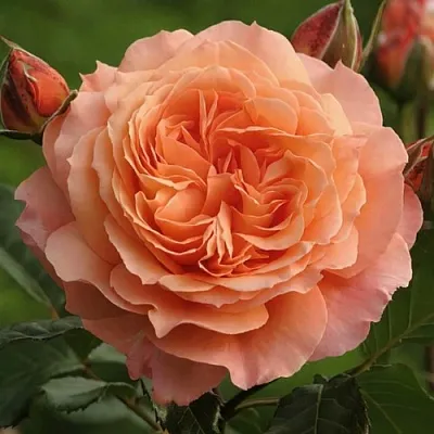 Саженцы роз БЕЛЬВЕДЕР шраб  Саженцы роз БЕЛЬВЕДЕР шраб в Хабаровске