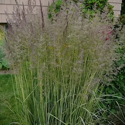 Вейник АВАЛАНШ остроцветковый в Хабаровске