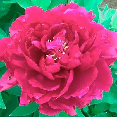 Пион ОСТРОВНОЙ МИНИСТР древовидный  Пион ОСТРОВНОЙ МИНИСТР древовидный в Хабаровске