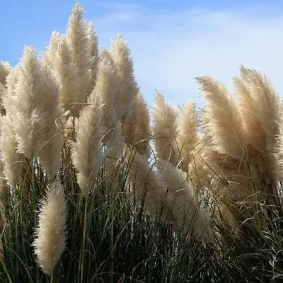 Кортадерия белая (пампасная трава) в Хабаровске