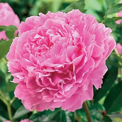 Пион МИСС ЭКХАРТ травянистый  Пион МИСС ЭКХАРТ травянистый в Хабаровске