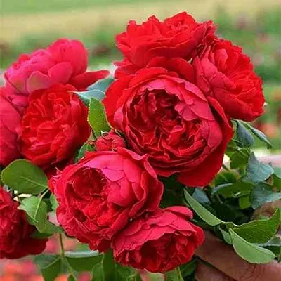 Саженцы роз ФЛОРЕНТИНА плетистая  Саженцы роз ФЛОРЕНТИНА плетистая в Хабаровске