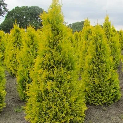 Туя САНКИСТ западная в Хабаровске