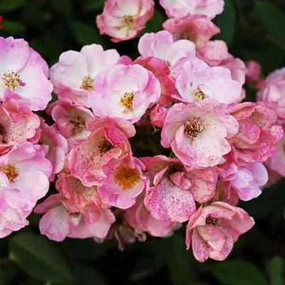 Саженцы роз АЛДЕН БИЗЕН мускусная  Саженцы роз АЛДЕН БИЗЕН мускусная в Хабаровске