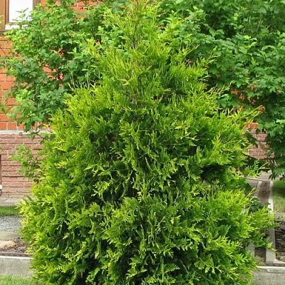 Туя АНЯ (АНИЕ) западная в Хабаровске