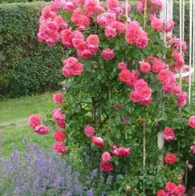 Саженцы роз РОЗЕУМ ЮТЕРСОН плетистая — описание сорта Саженцы роз РОЗЕУМ ЮТЕРСОН плетистая в Хабаровске