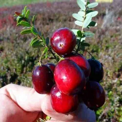 Клюква СТАНКОВИЧ  Клюква СТАНКОВИЧ в Хабаровске