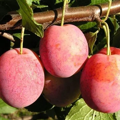 Слива ВИКТОРИЯ  Слива ВИКТОРИЯ в Хабаровске