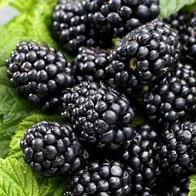 Ежевика БЖЕЗИНА бесшипная в Хабаровске