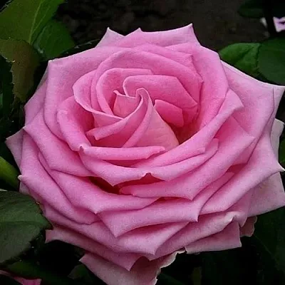 Саженцы роз АКВА чайно-гибридная  Саженцы роз АКВА чайно-гибридная в Хабаровске