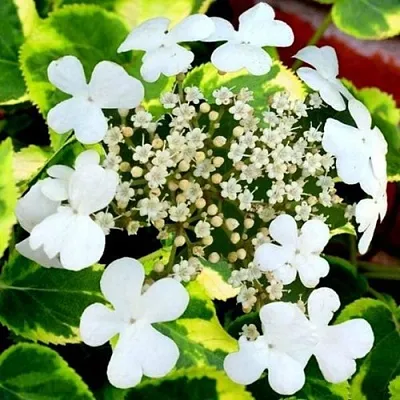 Гортензия МИРАНДА черешковая  Гортензия МИРАНДА черешковая в Хабаровске