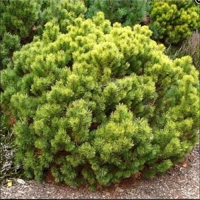 Ель ДАНС ДВАРФ обыкновення в Хабаровске