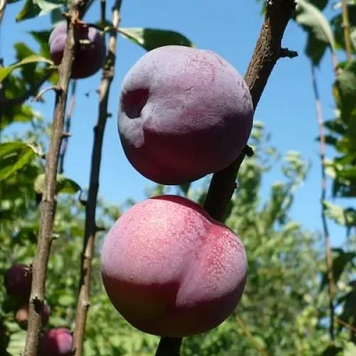 Плумкот ВЕЙ ВОНГ  Плумкот ВЕЙ ВОНГ в Хабаровске